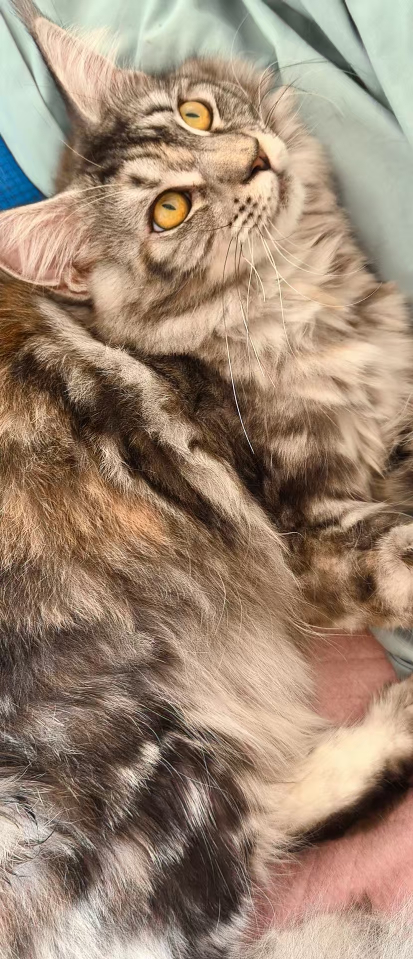 缅因三花妹妹，七个月，活泼可爱，性格温顺，无绝育.1600米